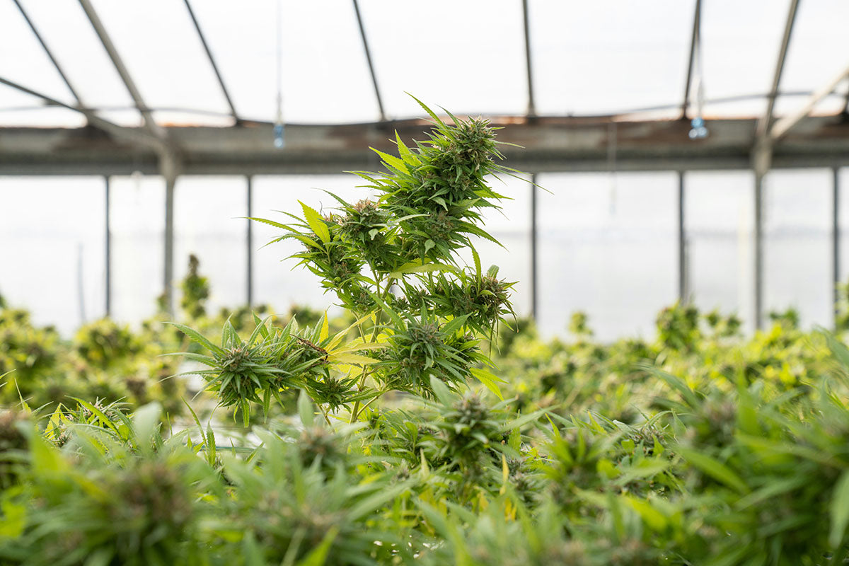Die richtige Growausrüstung für bessere Erträge wählen