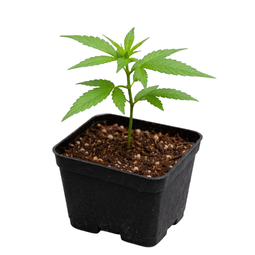 Samengezogen / Sämlinge klein